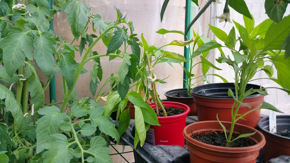 Chilli Plant snapped in half