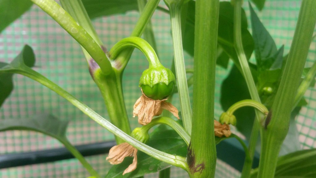 Once again with the re-potting. - The Chilli Diaries