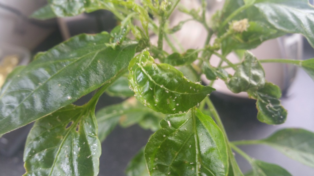 White fly on Scotch Bonnet Plant