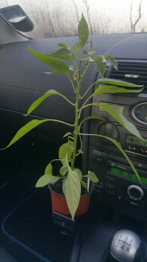Taking a Chilli Plant to work