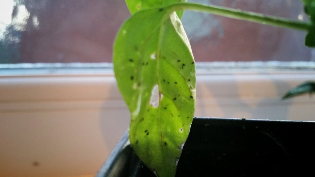 Aphid eggs under leaf