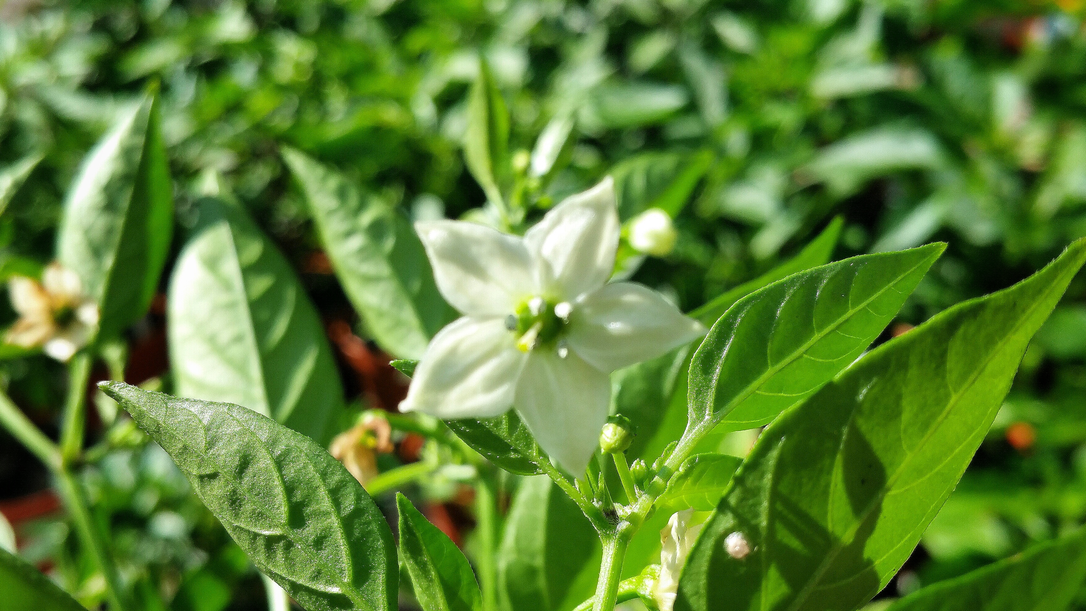 Chilli Flower Gallery - The Chilli Diaries