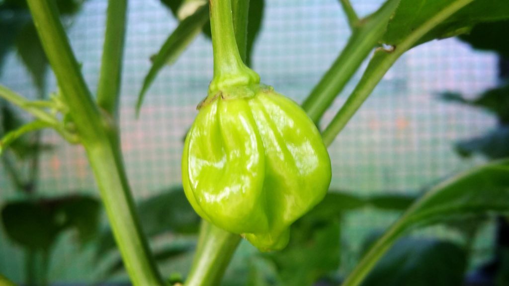 Scotch Bonnet Chilli Plant from Garden Centre