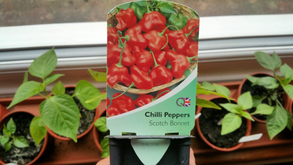 Scotch Bonnet but Bishops Crown