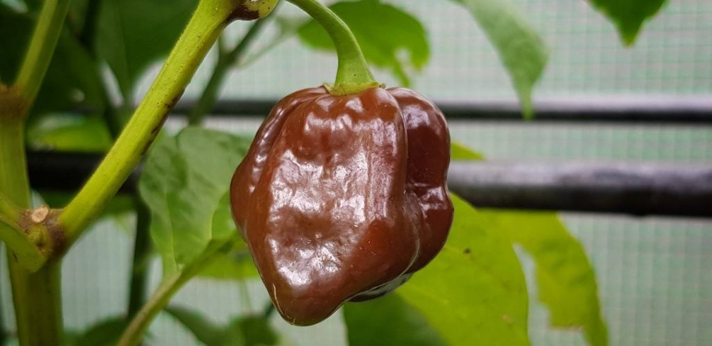 Chocolate Habanero Chilli
