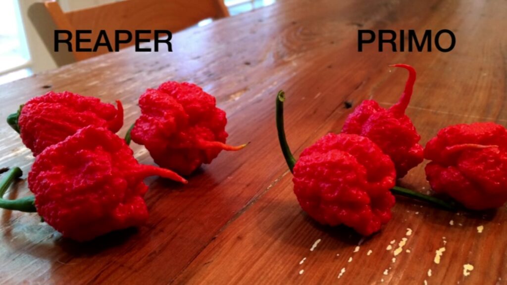 Crazyhot Reaper vs Primp